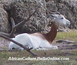 Dama Gazelle