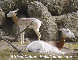Dama Gazelle