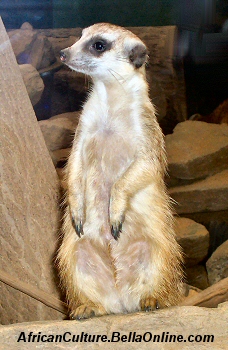 african meerkat
