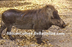 Warthog