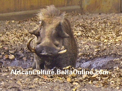 Warthog Wallowing in Mudhole