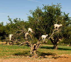 Goats in Argan Tree