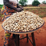 Women Selling Grounduts in Benin