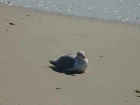 jonesbeachbirdwilliams